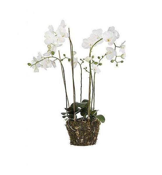 Umělá květina Sia Home Fashion Orchidej bílá s mechem 79cm