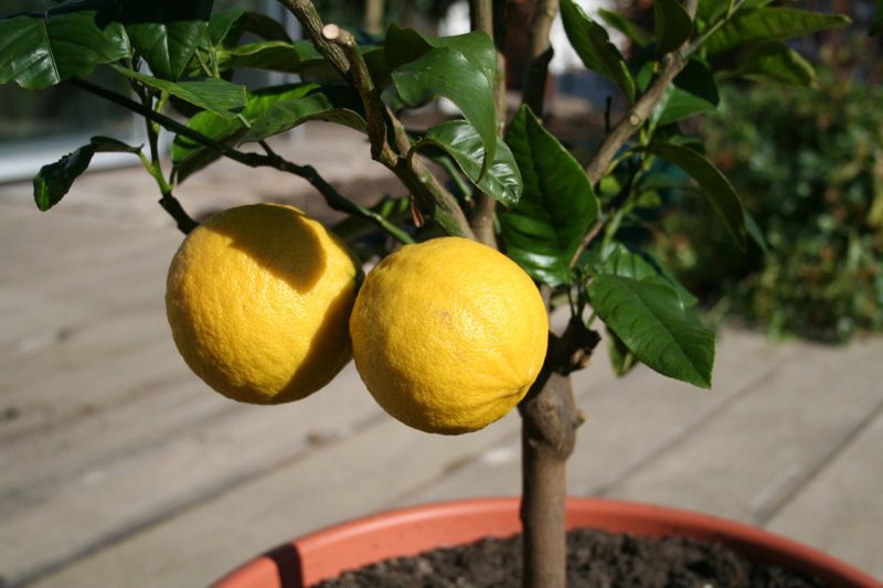 Barvou příštího roku je citrusově žlutá