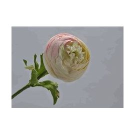 Umělá květina Silk-ka Pryskyřník růžový 37cm