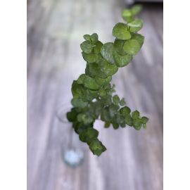Umělá květina EUCALYPTUS Silk-ka zelený, 81 cm